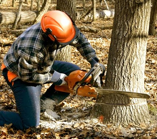 Tree Removal in Wilseyville, CA